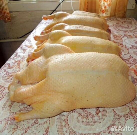 Утки куры гуси