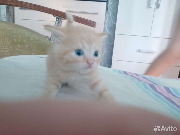 Отдам котят