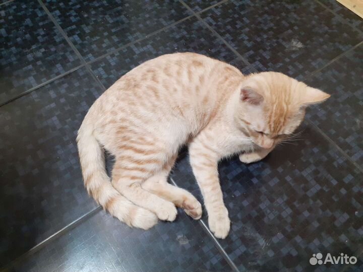 Котик молодой очень красивый мальчик