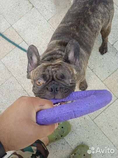 Кинолог, коррекция поведения