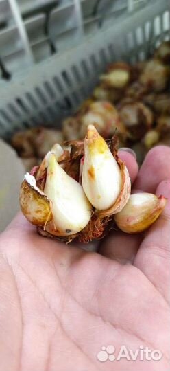 Луковицы тюльпана после выгонки