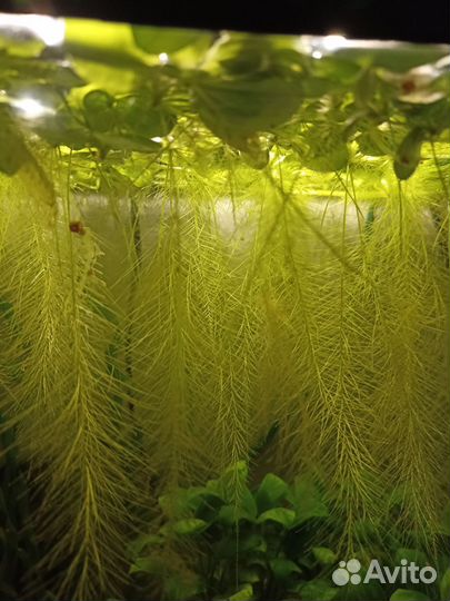 Аквариумное растение, пистия