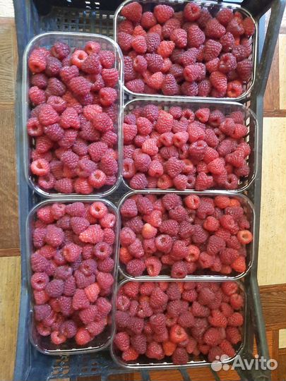 Саженцы малины Джиан - Джи