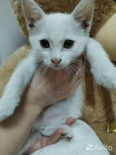 Котёнок мальчик