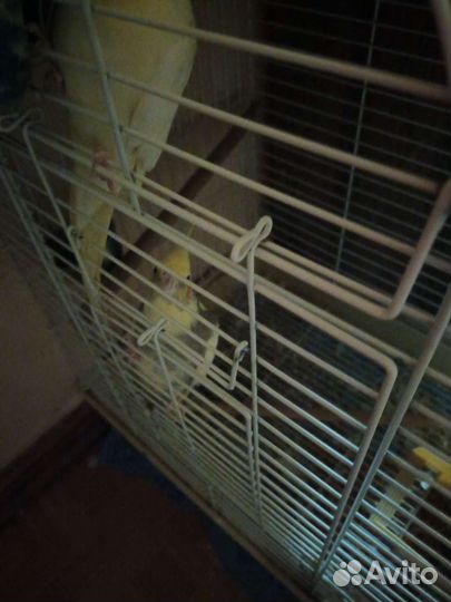 Попугаи карелла рабочая пара