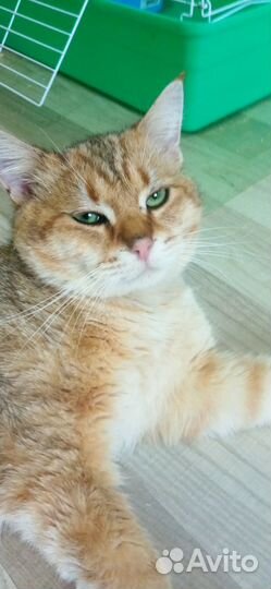 Классный котик в семью