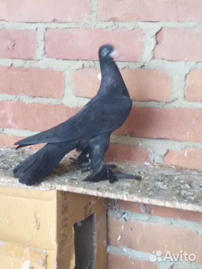 Голуби широкохвостые