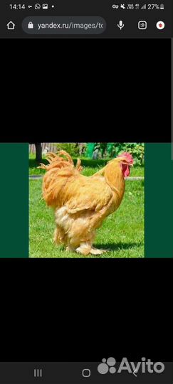 Петушки