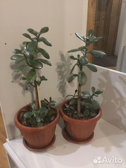 Денежное дерево