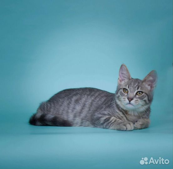 Очаровательный котёнок Кальмар (4 мес)