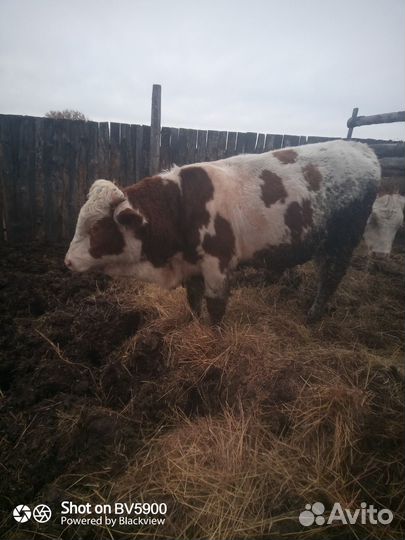 Быки на племя или мясо