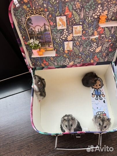 Джунгарский хомяк с доплатой и доставкой