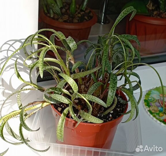 Ледебурия Socialis