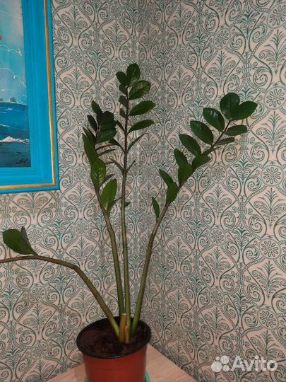 Замиокулькас