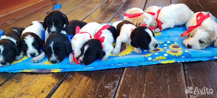 Щенки русского охотничьего спаниеля