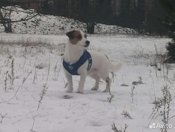 Вязка джек рассел терьер