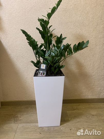 Замиокулькас