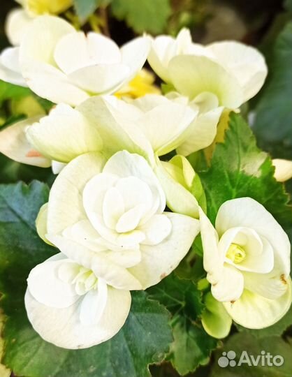 Бегония Элатиор,Шардоне