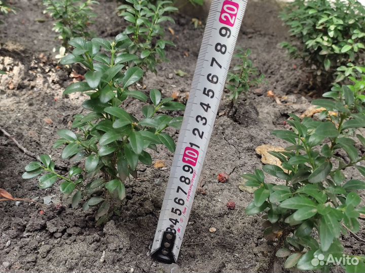 Саженцы самшита