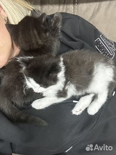 Отдам в добрые руки