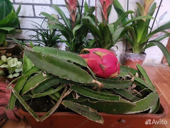 Питахайя саженцы