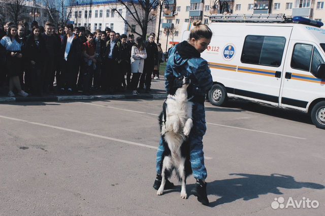 Профессиональная дрессировка собак в Серпухове объявление продам