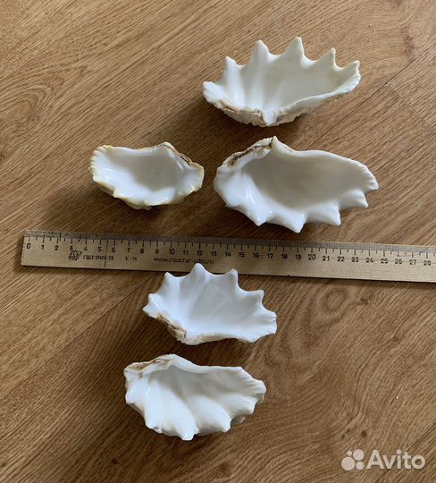 Морская ракушка