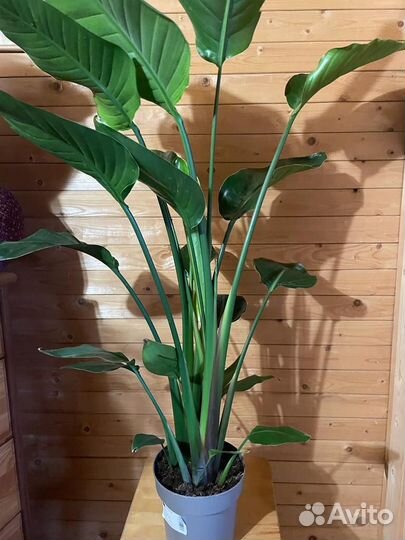 Стрелиция Николая d-19 h- 130