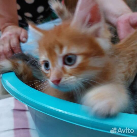 Кошка в дар бесплатно