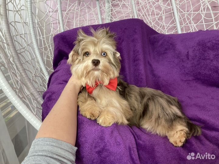 Крупный йорк с голубыми глазами девочка