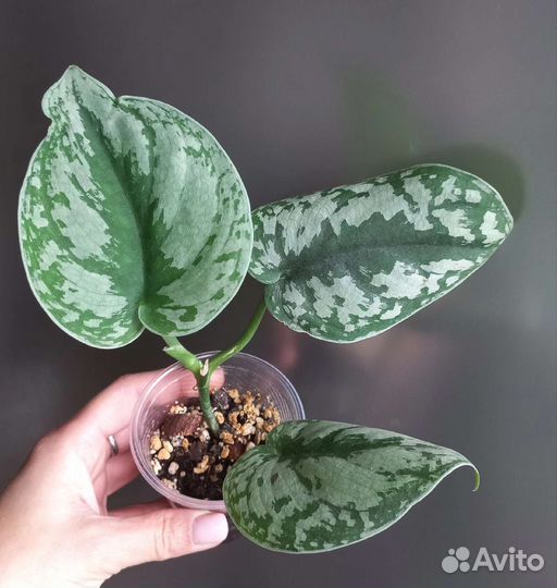 Сциндапсус пиктус треби / экзотика