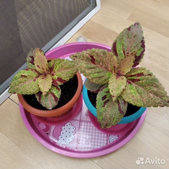 Колеус Блюме фейервей мозаик