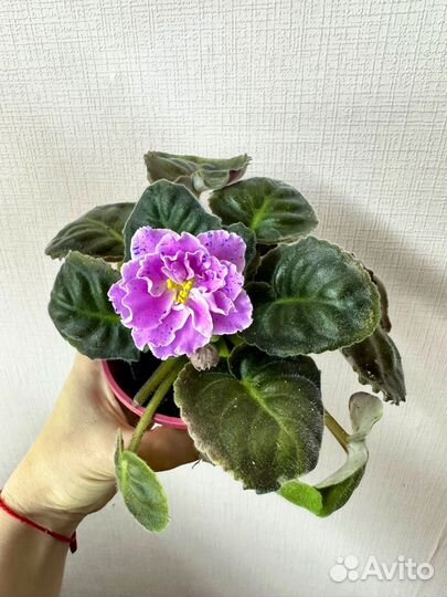 Фиалки Сортовые