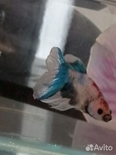 Рыбки петушок самцы и самки 3 месяца