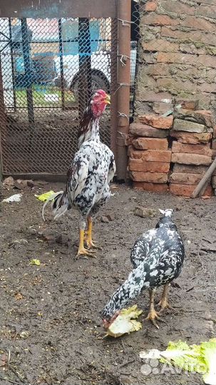 Бойцовые петухи Шамо