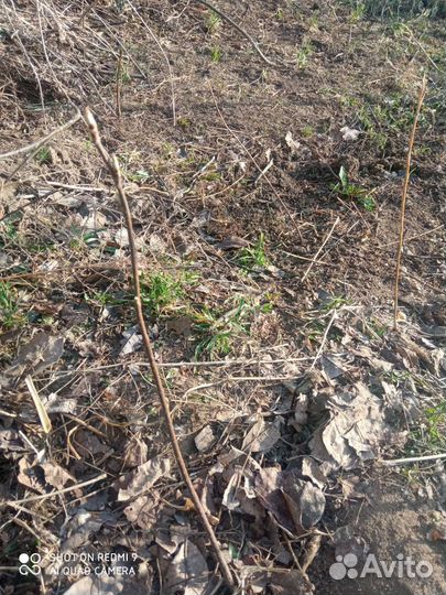 Саженцы черемухи