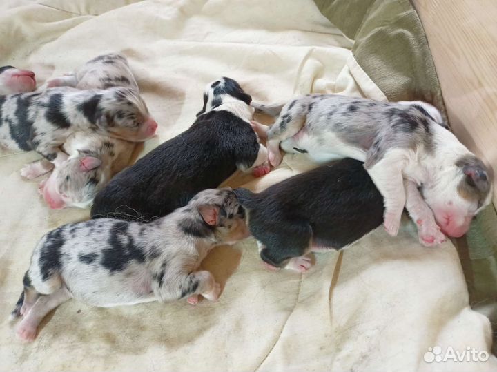 Щенки аусси, австралийская овчарка