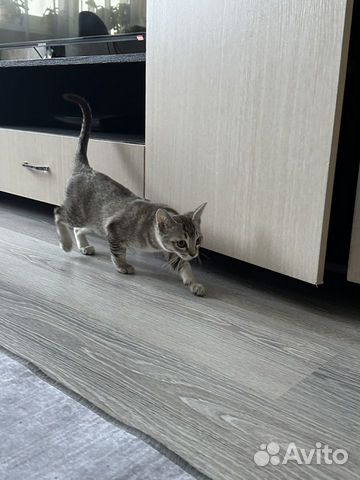Сингапурский котенок объявление продам