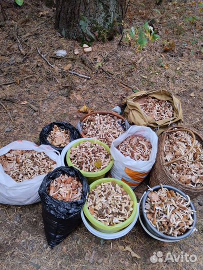 Грибы опята свежие