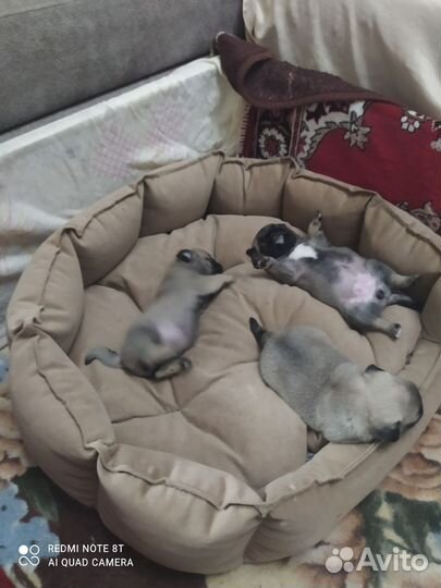 Щенки мопса девочки