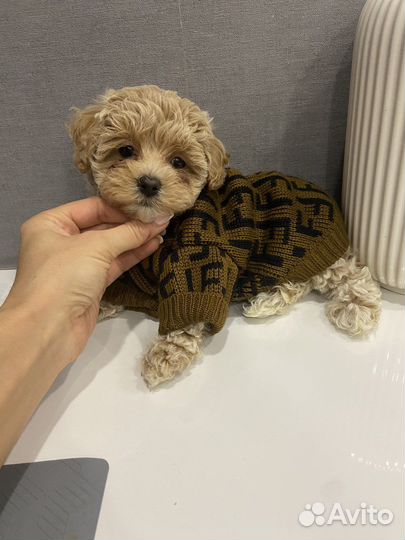 Мальтпу F1 mini девочка