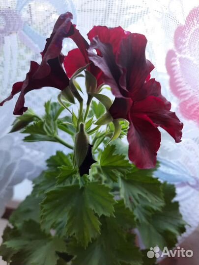 Пеларгония герань