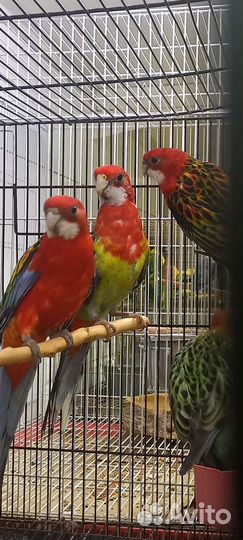 Попугай розелла