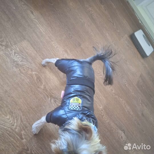 Комбинезон на маленькую собачку
