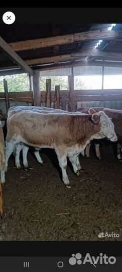 Бычки и телята