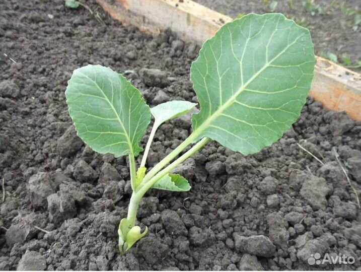 Рассада капусты
