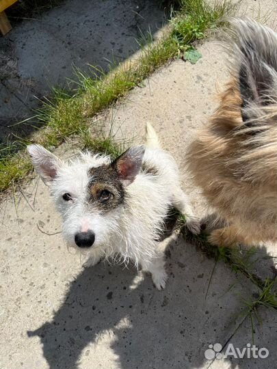 Собака в добрые руки