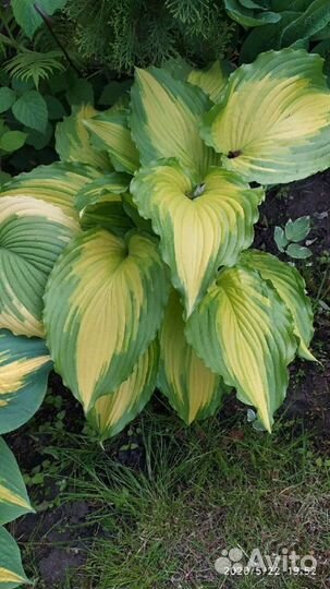 Крупные Хосты