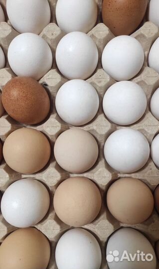 Домашние куриные яйца