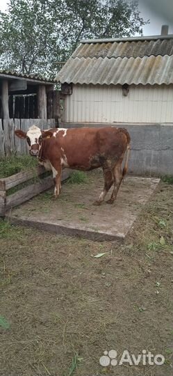 На доращивание